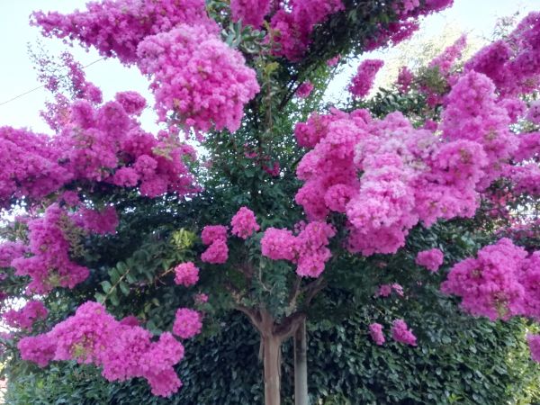 Cost of Crape Myrtle Pruning in Gulfport