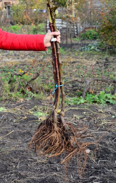 Cost of Shrub Root Removal in Gulfport