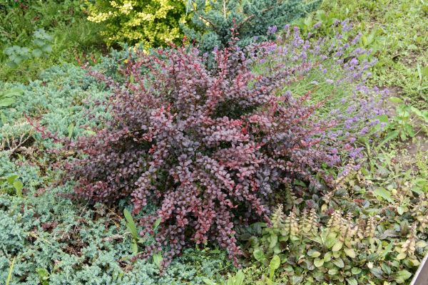 Cost of Japanese Barberry Removal in Gulfport