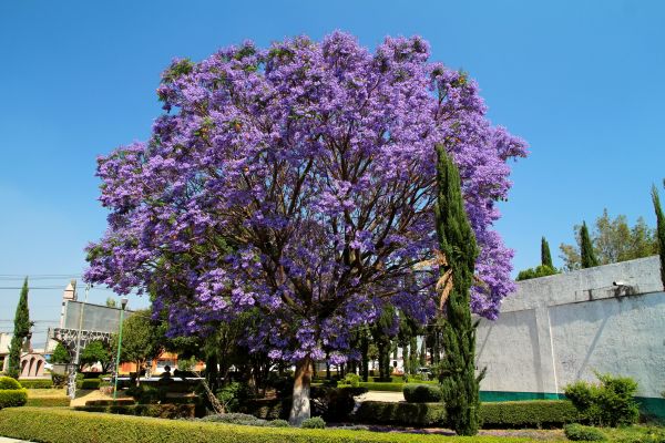 Cost of Jacaranda Pruning in Gulfport
