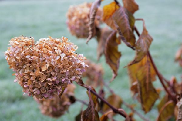 Cost of Hydrangea Removal in Gulfport