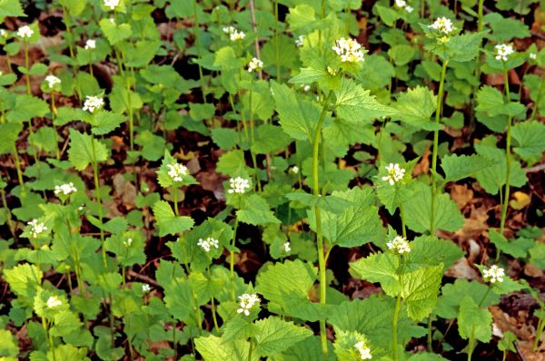 Cost of Garlic Mustard Removal in Gulfport