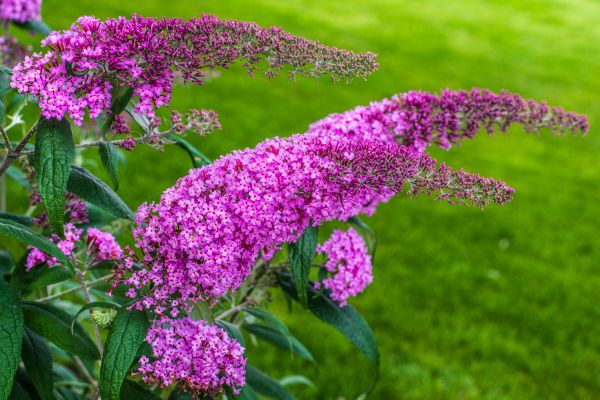 Cost of Butterfly Bush Removal in Gulfport