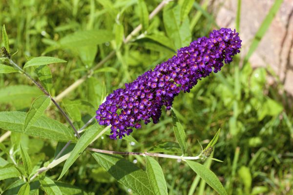 Butterfly Bush Pruning in Gulfport