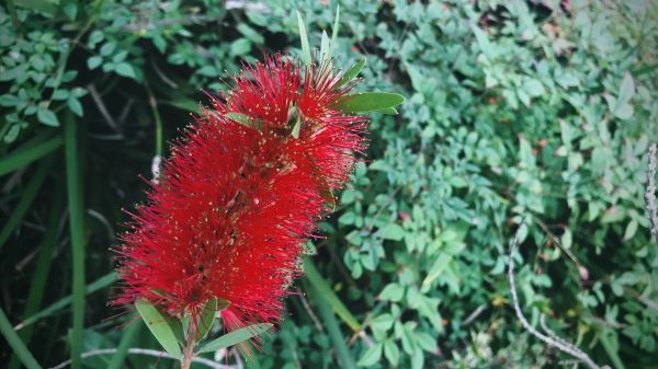 Cost of Bottlebrush Pruning in Gulfport