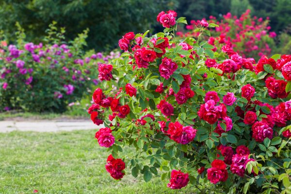 Shrub Trimming in Gulfport