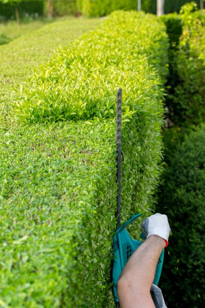 Hedge Trimming in Gulfport